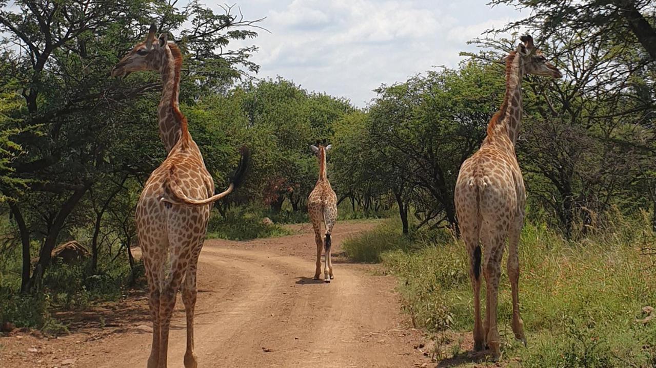 Monateng Safari Lodge Wallmannstal Exterior photo